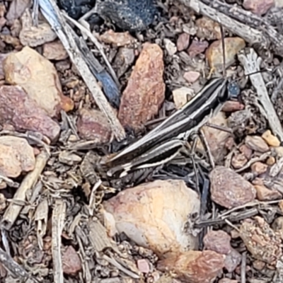 Macrotona australis (Common Macrotona Grasshopper) at Bobundara Nature Reserve - 12 May 2023 by trevorpreston