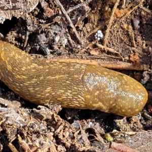 Limacus flavus at Bobundara, NSW - 12 May 2023