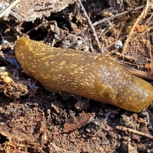 Limacus flavus at Bobundara, NSW - 12 May 2023