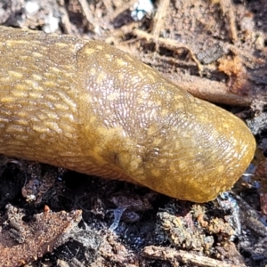 Limacus flavus at Bobundara, NSW - 12 May 2023