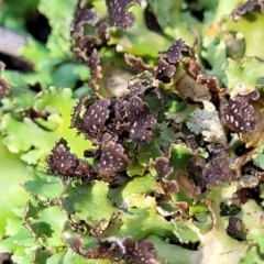Unverified Lichen at Bobundara, NSW - 12 May 2023 by trevorpreston