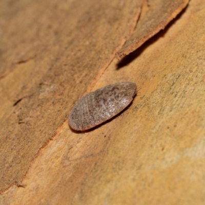 Eriococcidae sp. (family) at Acton, ACT - 12 May 2023 by MarkT