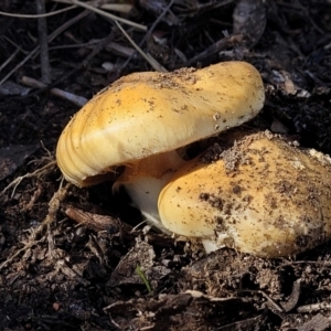 Cortinarius sp. at Bobundara, NSW - 12 May 2023 10:58 AM