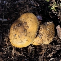 Cortinarius sp. at Bobundara, NSW - 12 May 2023