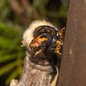 Metura elongatus at Acton, ACT - suppressed