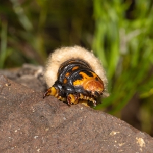 Metura elongatus at Acton, ACT - suppressed