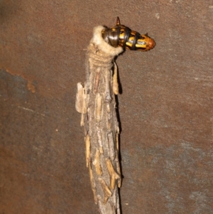 Metura elongatus at Acton, ACT - suppressed