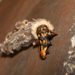 Metura elongatus at Acton, ACT - suppressed