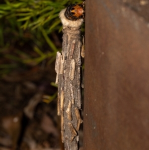 Metura elongatus at Acton, ACT - suppressed