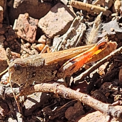 Exarna includens (Red-legged Exarna) at Bobundara, NSW - 12 May 2023 by trevorpreston