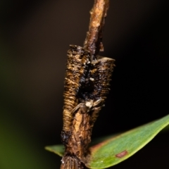 Aphrophorinae (subfamily) (Unidentified spittlebug) at ANBG - 12 May 2023 by MarkT