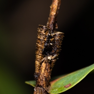 Aphrophorinae (subfamily) (Unidentified spittlebug) at Acton, ACT - 12 May 2023 by MarkT