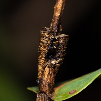 Aphrophorinae (subfamily) (Unidentified spittlebug) at ANBG - 12 May 2023 by MarkT