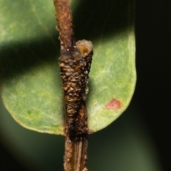 Aphrophorinae (subfamily) at Acton, ACT - 12 May 2023