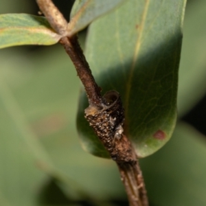 Aphrophorinae (subfamily) at Acton, ACT - 12 May 2023