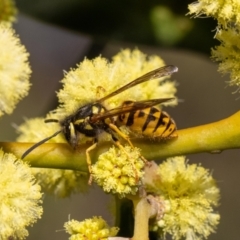 Vespula germanica (German Yellowjacket Wasp (also known as European Wasp)) at Acton, ACT - 12 May 2023 by MarkT