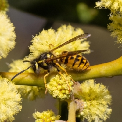Vespula germanica (German Yellowjacket Wasp (also known as European Wasp)) at Acton, ACT - 12 May 2023 by MarkT