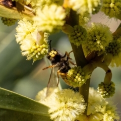 Vespula germanica at Acton, ACT - 12 May 2023