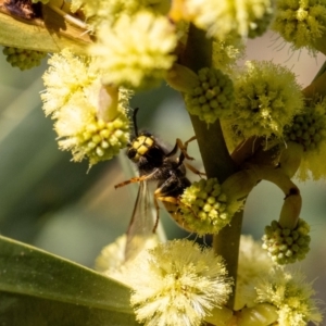 Vespula germanica at Acton, ACT - 12 May 2023 02:31 PM