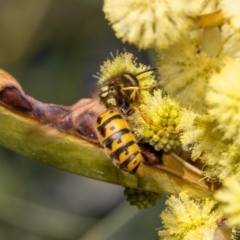 Vespula germanica at Acton, ACT - 12 May 2023 02:31 PM