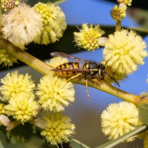 Vespula germanica at Acton, ACT - 12 May 2023 02:31 PM