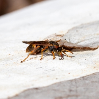 Polistes (Polistella) humilis (Common Paper Wasp) at Acton, ACT - 12 May 2023 by MarkT