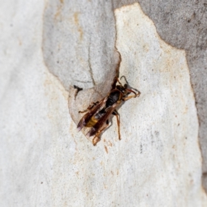 Polistes (Polistella) humilis at Acton, ACT - 12 May 2023 02:19 PM