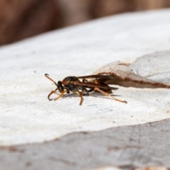 Polistes (Polistella) humilis at Acton, ACT - 12 May 2023 02:19 PM