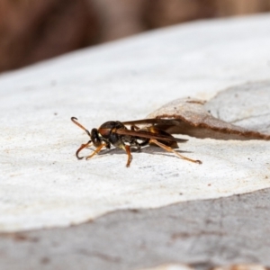 Polistes (Polistella) humilis at Acton, ACT - 12 May 2023