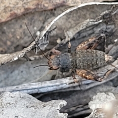 Calperum ottei at Bobundara, NSW - 12 May 2023 10:52 AM