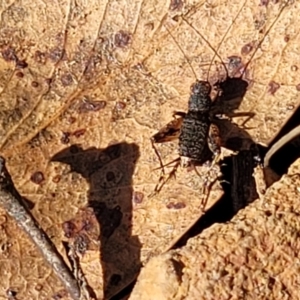 Calperum ottei at Bobundara, NSW - 12 May 2023 10:52 AM