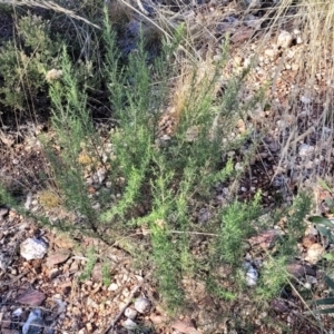 Cassinia quinquefaria at Bobundara, NSW - 12 May 2023