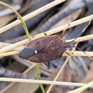 Poecilometis strigatus at Bobundara, NSW - 12 May 2023