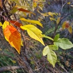 Prunus sp. at Farrer, ACT - 12 May 2023