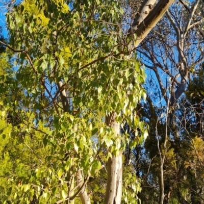 Brachychiton populneus subsp. populneus (Kurrajong) at Farrer, ACT - 12 May 2023 by Mike