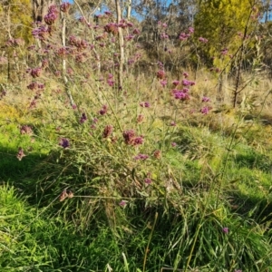 Verbena incompta at Farrer, ACT - 12 May 2023