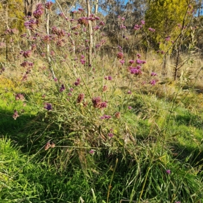 Verbena incompta (Purpletop) at Farrer, ACT - 12 May 2023 by Mike