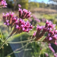 Verbena incompta at Farrer, ACT - 12 May 2023