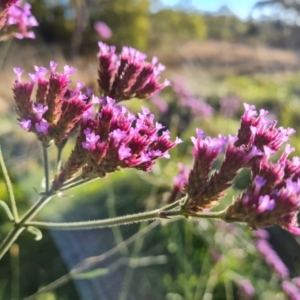 Verbena incompta at Farrer, ACT - 12 May 2023 03:54 PM