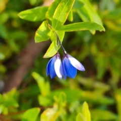 Billardiera heterophylla (Western Australian Bluebell Creeper) at Farrer Ridge - 12 May 2023 by Mike