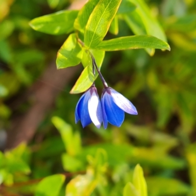 Billardiera heterophylla (Western Australian Bluebell Creeper) at Farrer Ridge - 12 May 2023 by Mike