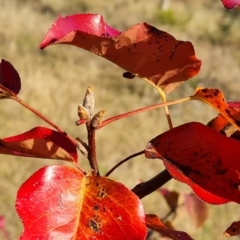 Pyrus ussuriensis at Farrer, ACT - 12 May 2023