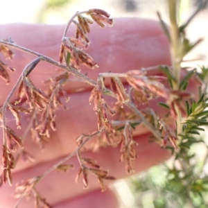 Cassinia sifton at Murrumbateman, NSW - 12 May 2023 02:36 PM