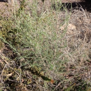 Cassinia sifton at Murrumbateman, NSW - 12 May 2023 02:36 PM