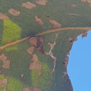 Brunotartessus fulvus at Wanniassa, ACT - 11 May 2023