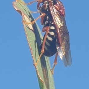 Pergagrapta bella at Wanniassa, ACT - 11 May 2023