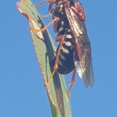 Pergagrapta bella (A sawfly) at Wanniassa, ACT - 11 May 2023 by gregbaines