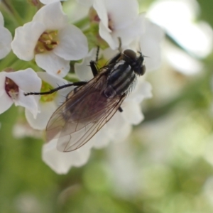 Calyptrate (subsection) at Murrumbateman, NSW - 11 May 2023