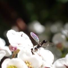 Sepsidae (family) (Ant fly) at Murrumbateman, NSW - 12 May 2023 by SimoneC