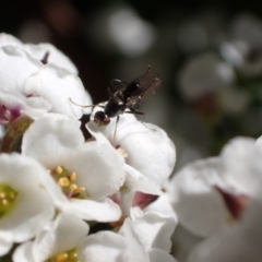 Sepsidae (family) at Murrumbateman, NSW - 12 May 2023